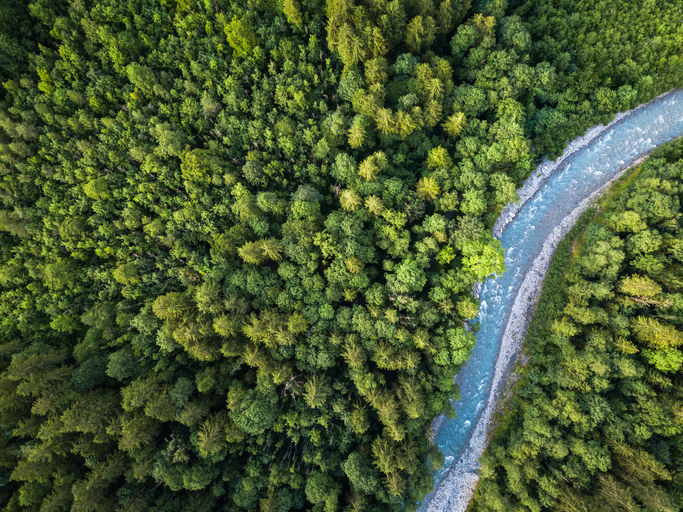 Wald-Schweiz-Niederschlag-gogreen.jpg