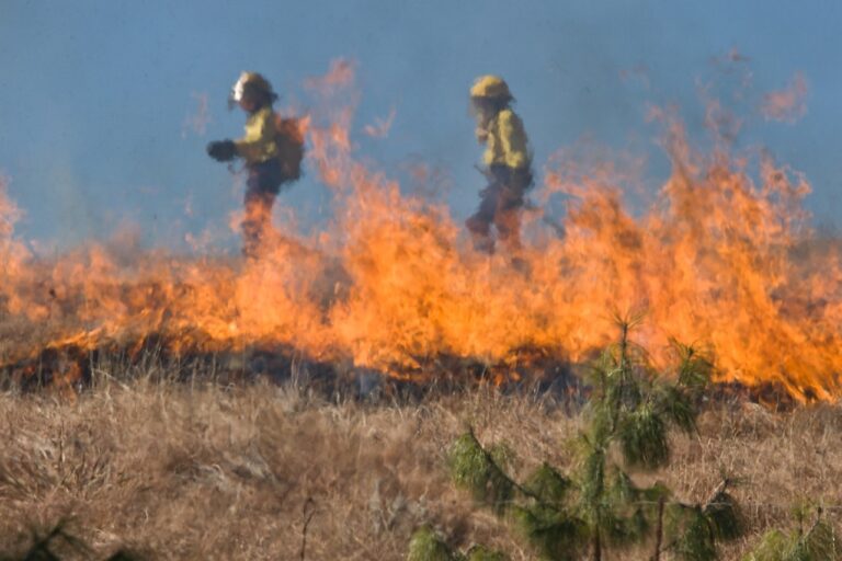 Wildfeuer gogreen.jpg