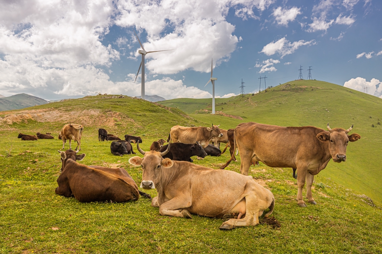 Klimagase aus der Landwirtschaft: Statt Kuhmilch wäre Hafermilch besser fürs Klima