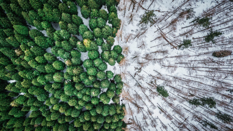 Abholzung Wald Bäume pflanzen
