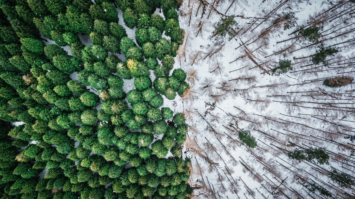 Abholzung Wald Bäume pflanzen