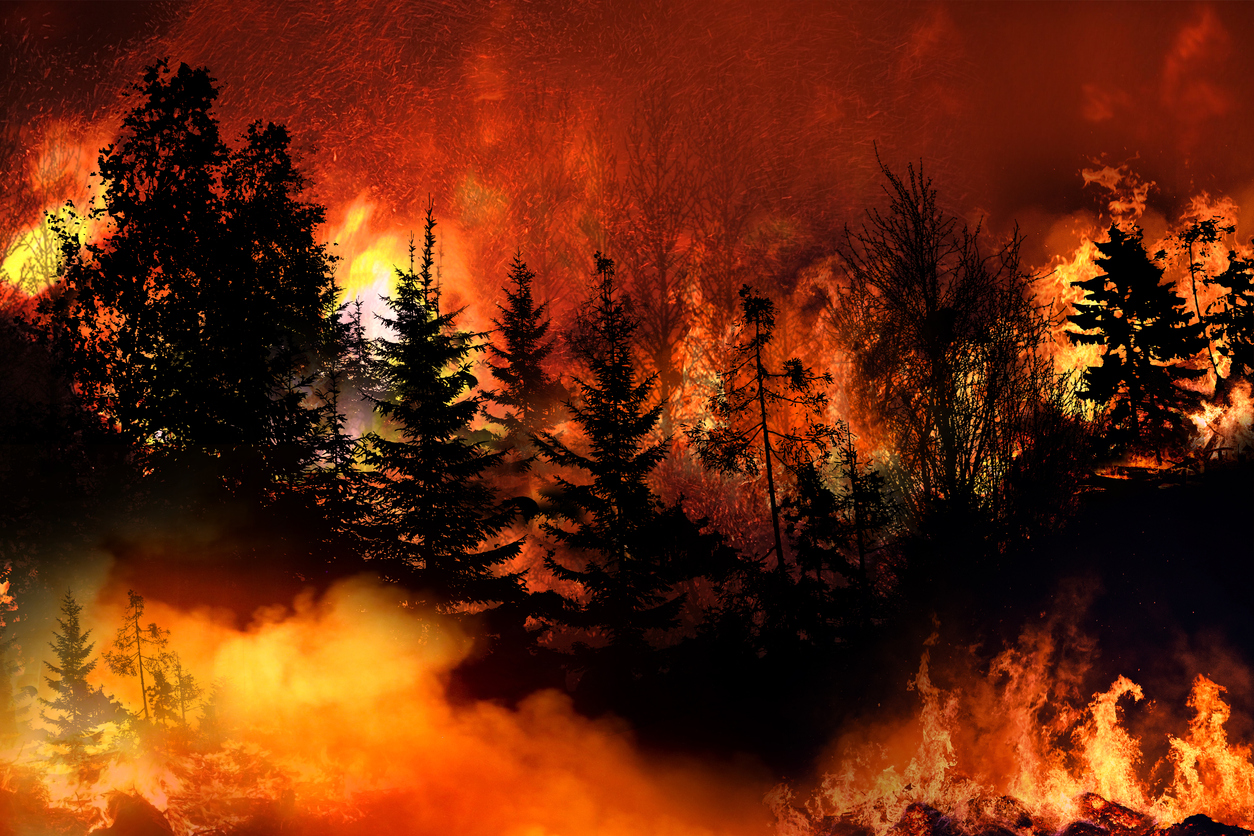 Waldbrand in Kalifornien Aufforstung gogreen