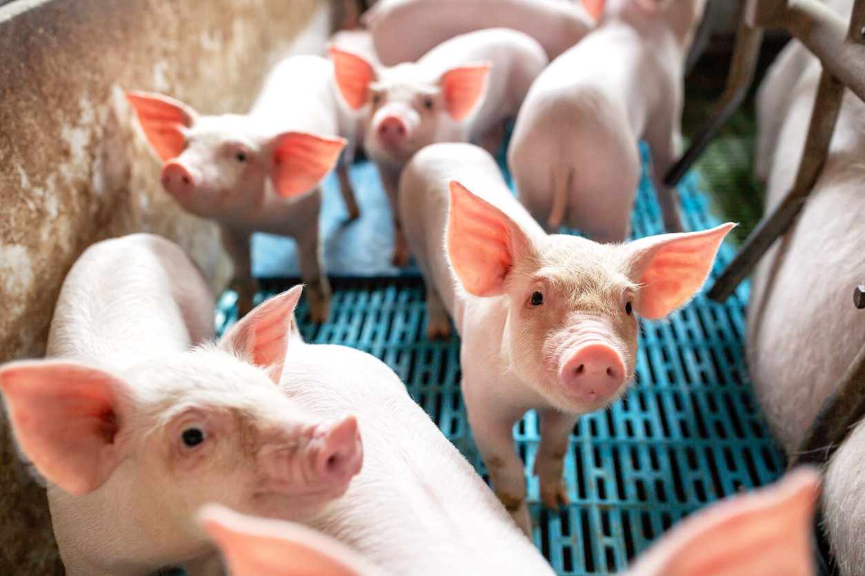 Fleisch- und Milchindustrie Fussabdruck gogreen