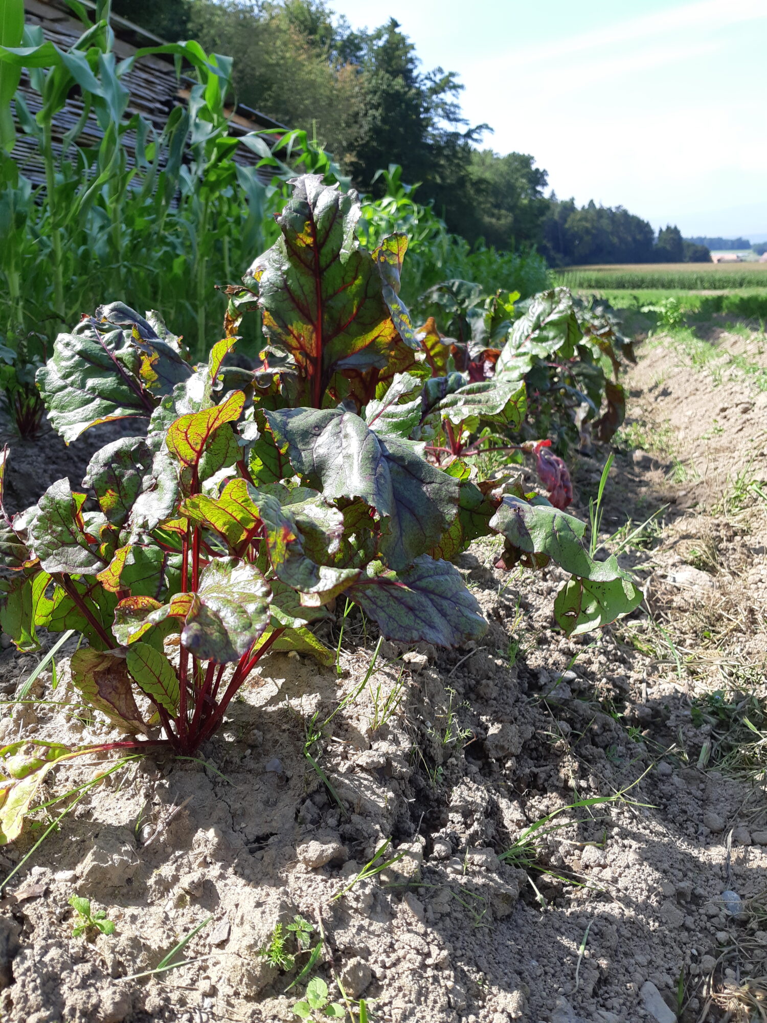 Nachhaltige Ernährung pflanzlich gogreen