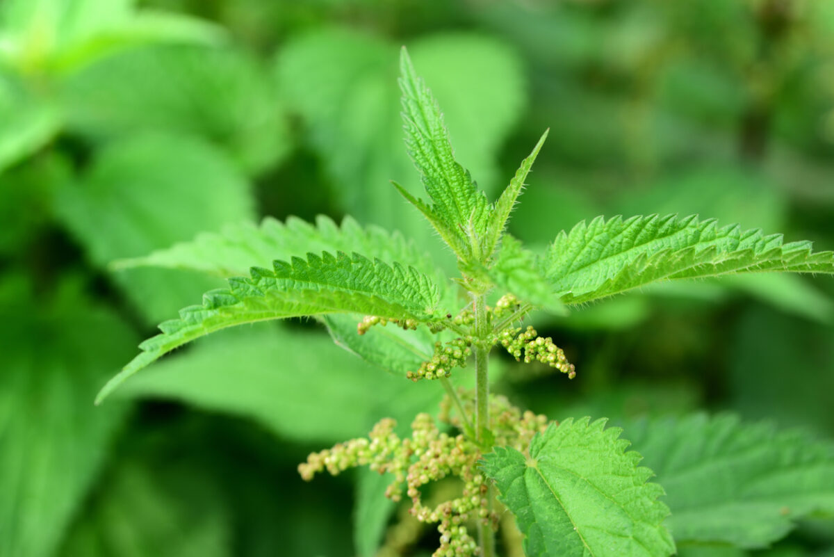 Biodiversität im Garten