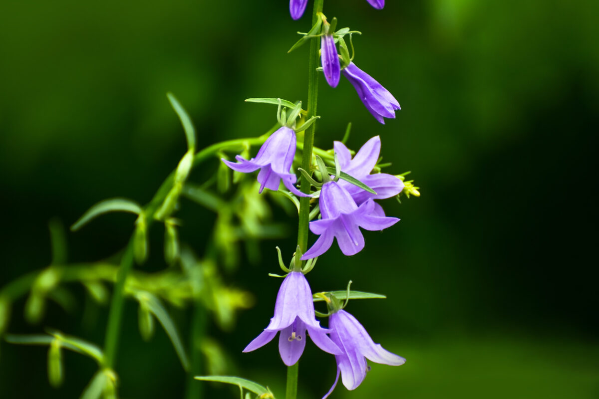 Glockenblume