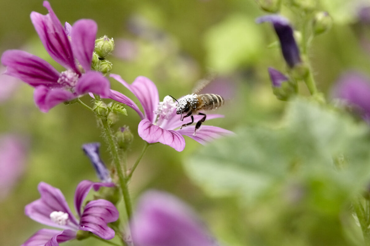 Biodiversität im Garten