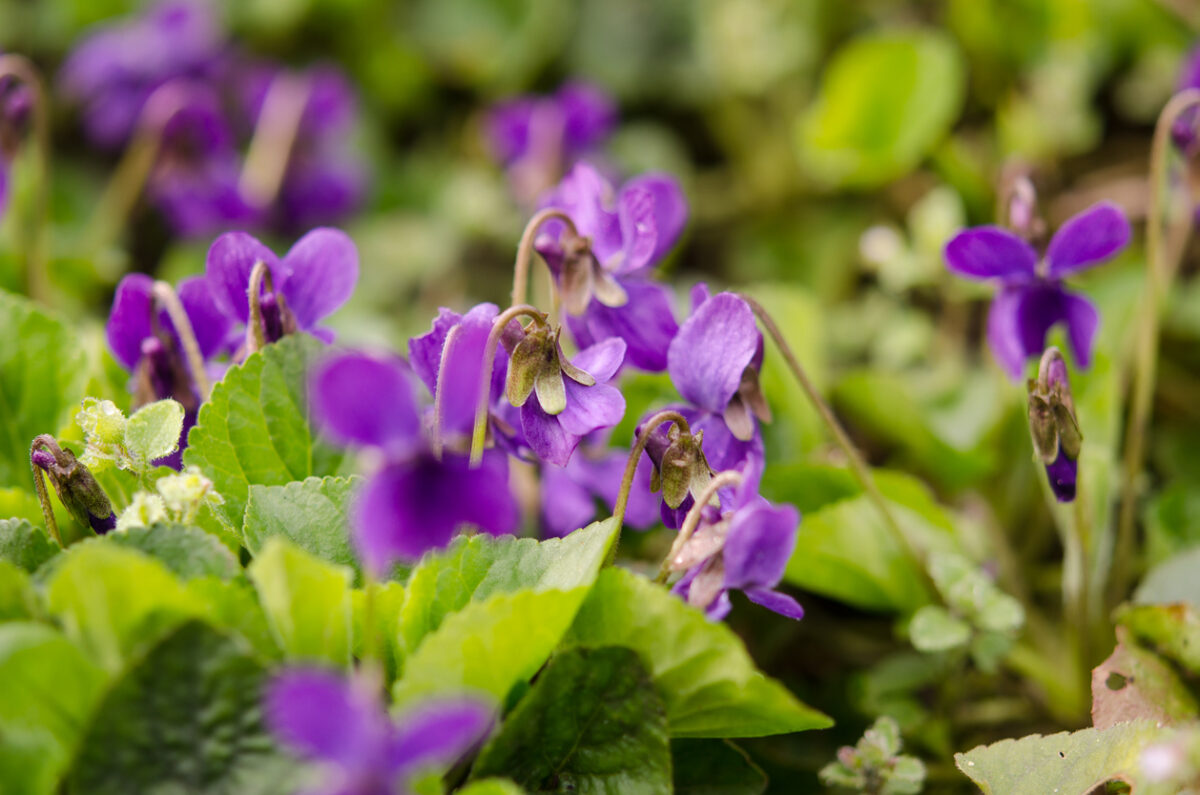 Biodiversität im Garten