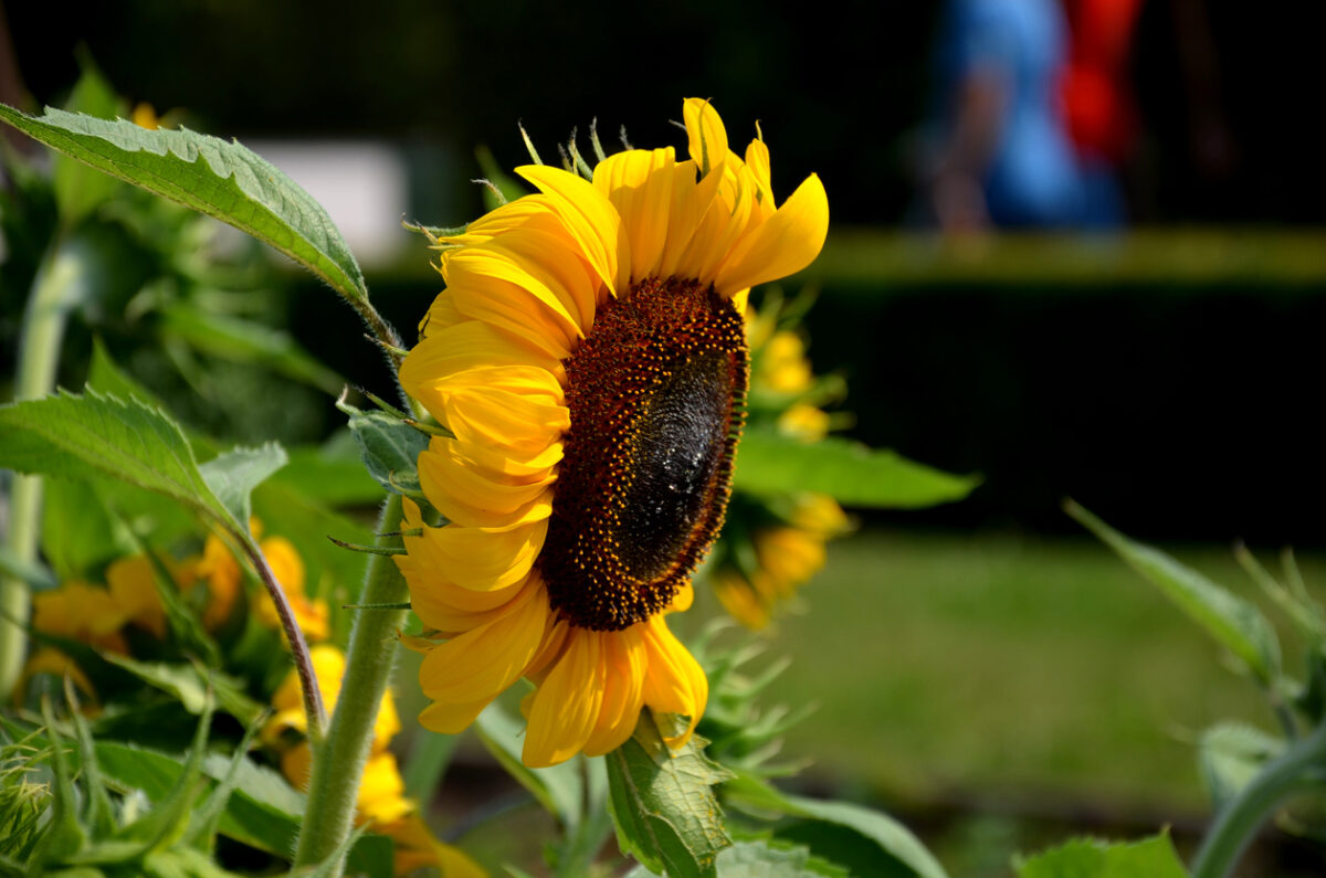 Sonnenblume