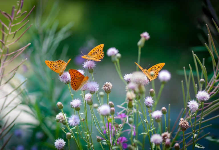 Biodiversität im Garten