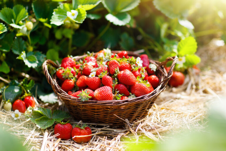 Erdbeeren selber pflücken