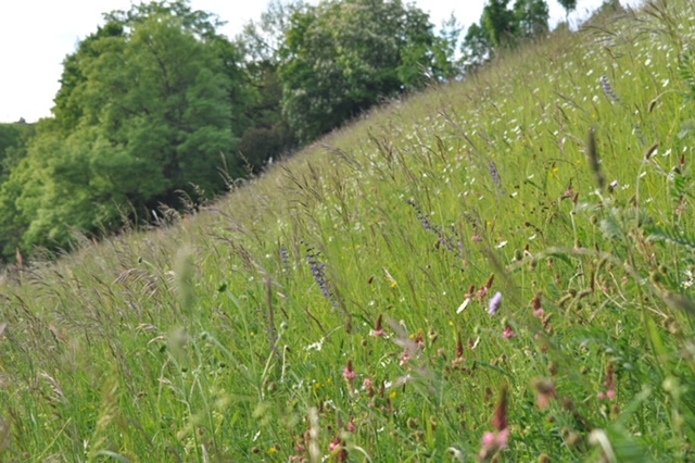 Wiese ist nicht gleich Wiese