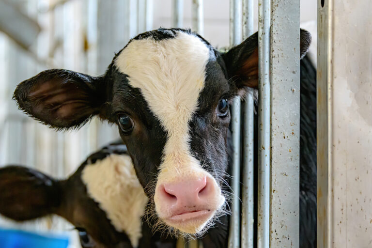 in-vitro-Fleisch