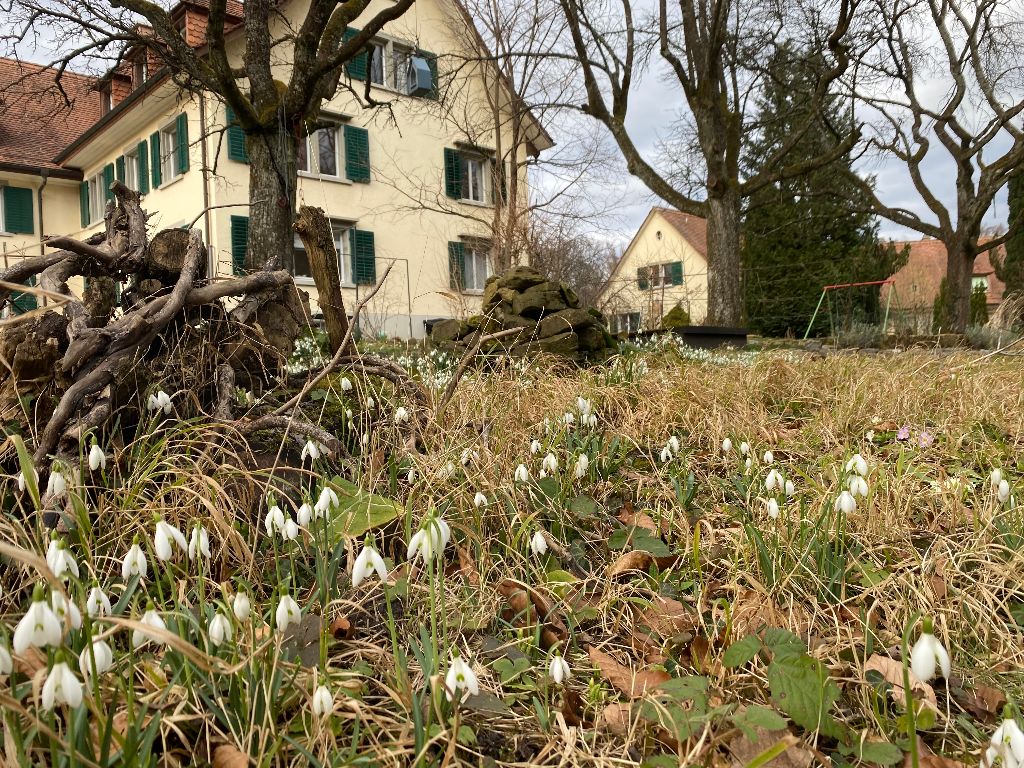 Alte Bäume Biodiversität