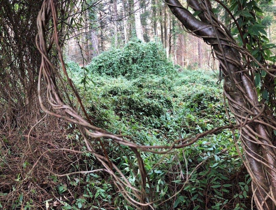 Henrys Geissblatt