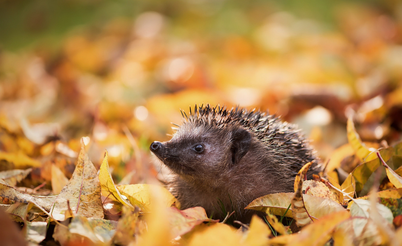 Igel Siedlungsraum