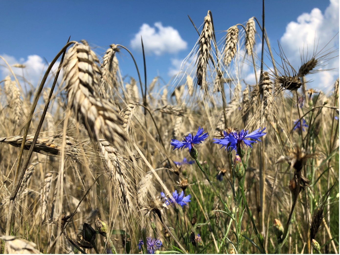 Kornblume