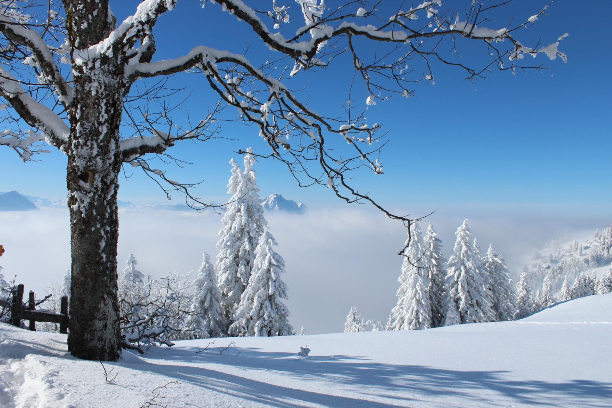 Rigi Winterwandern