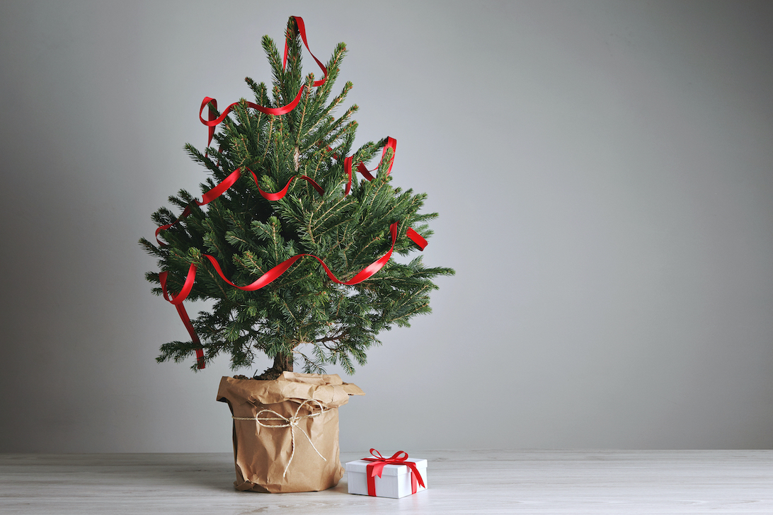 Weihnachtsbaum im Topf