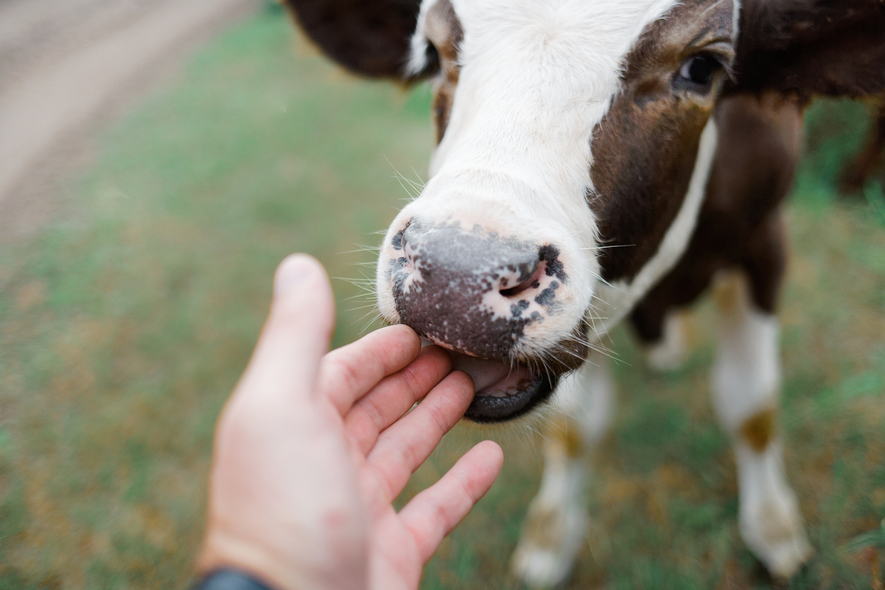 Veganuary Tierethik