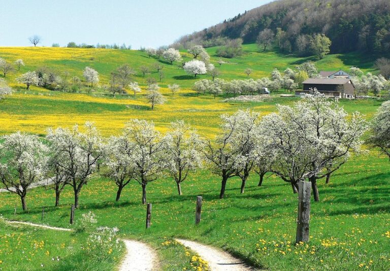 Hochstammbäume