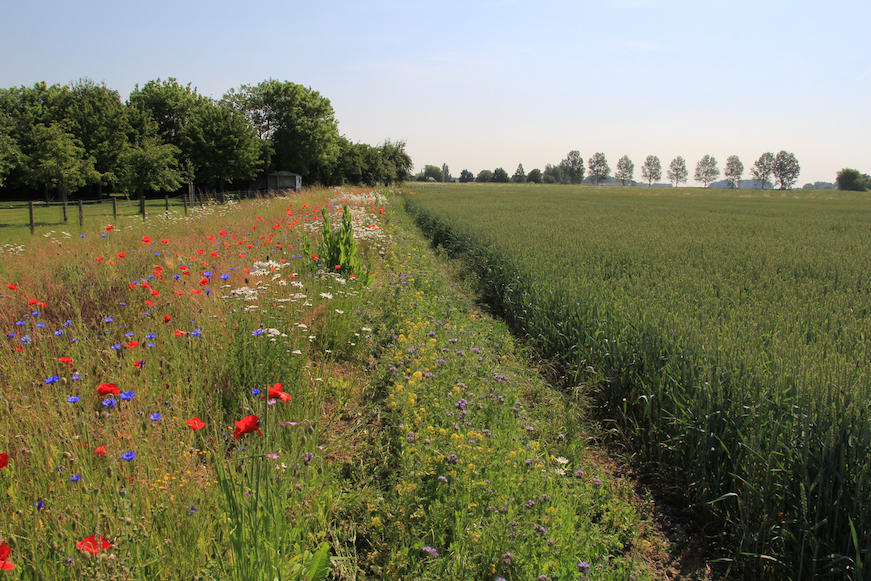 Biodiversität Feld