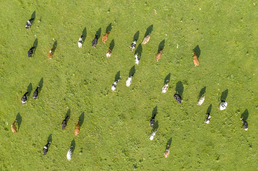 Essen Biodiversität