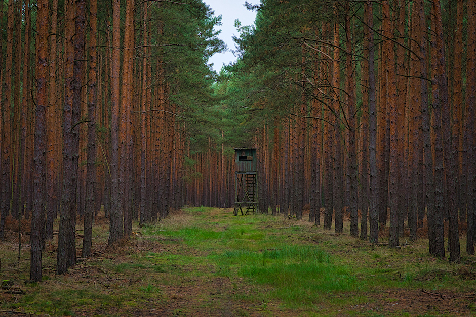 Wald Monokultur