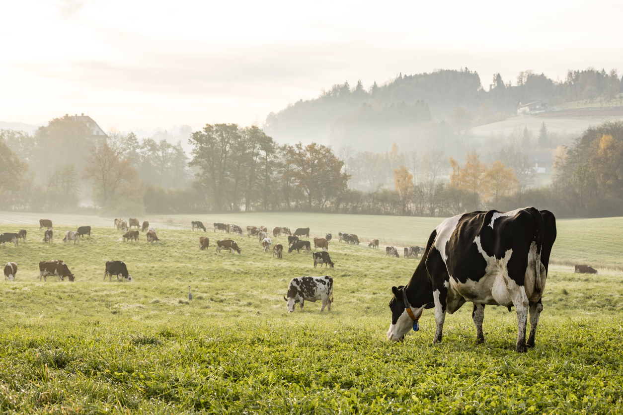 Schweiz Landwirtschaft