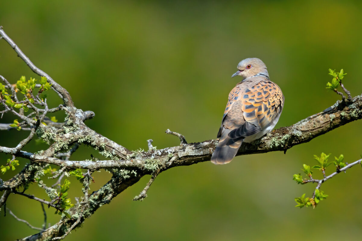 Biodiversität Tierarten
