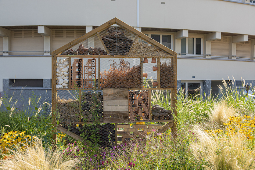 Wildbienen Biodiversität