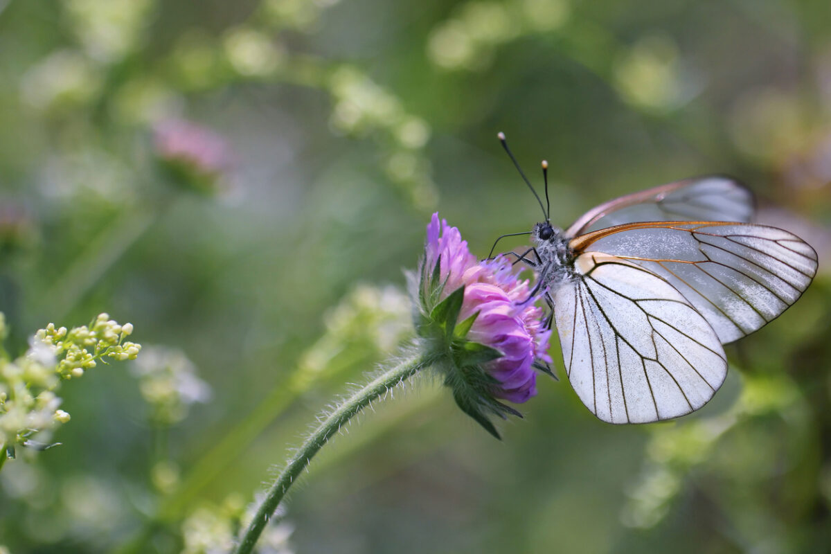 Biodiversität
