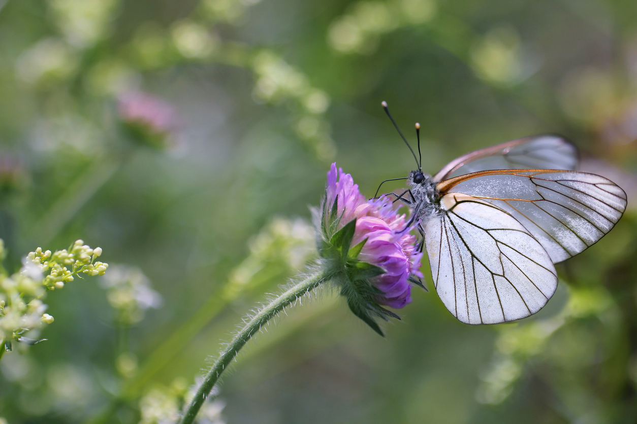 Biodiversität