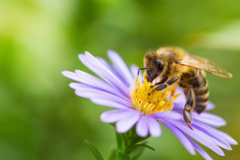 Bienenschutzprojekt Interhome