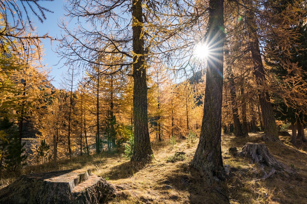 Agroforstwirtschaft Arosa