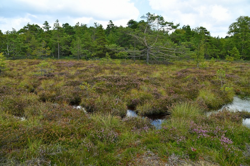 Schwarze Moor