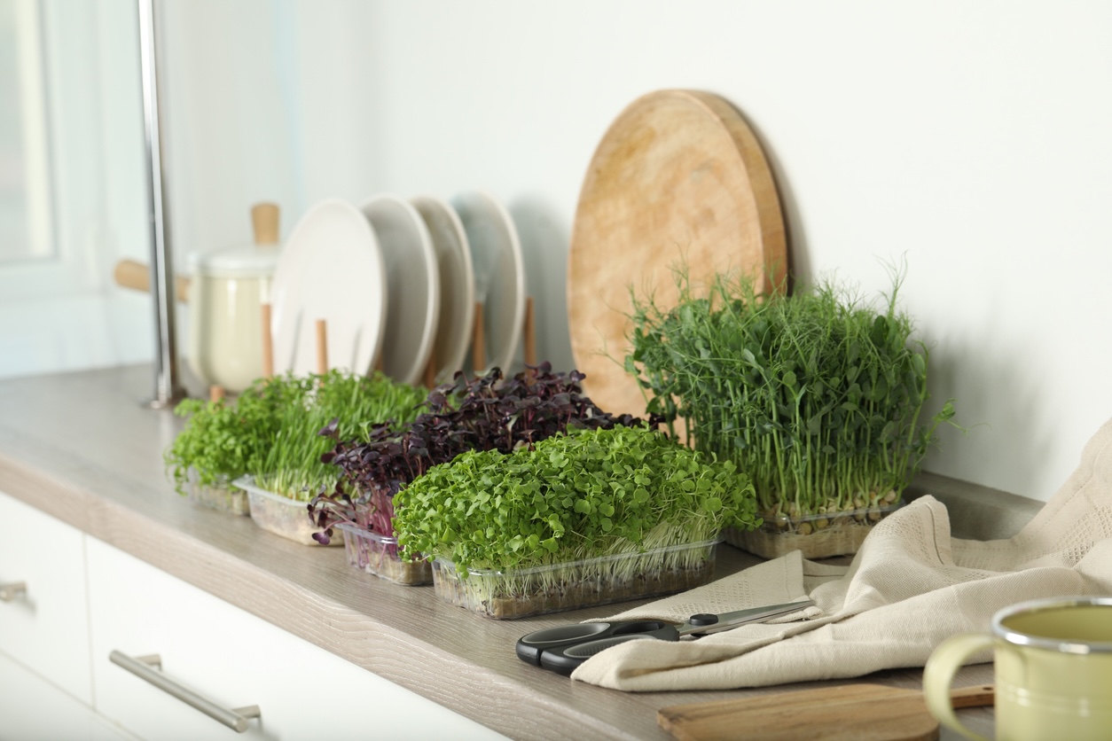 Microgreens Geschenke